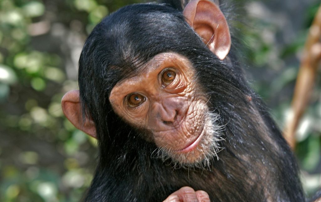 chimpanzé