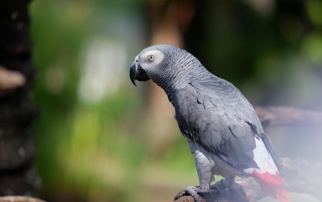 perroquet gris du Gabon