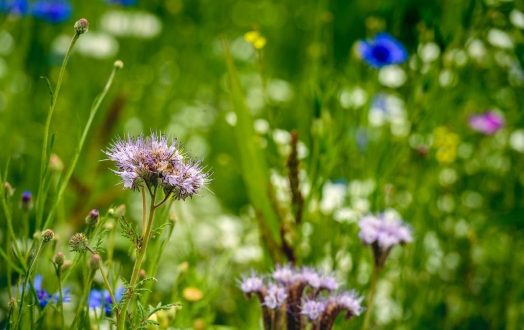 champ de fleurs