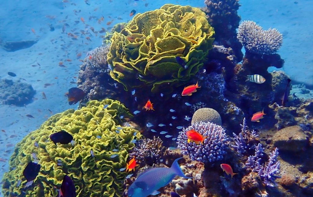 poisson et plantes sous marine